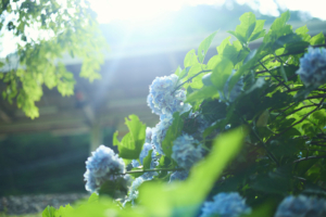 _L2A1509